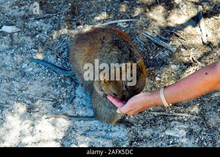 Australia, Quokka sull'Isola di Rottnest alimentando con acqua Foto Stock