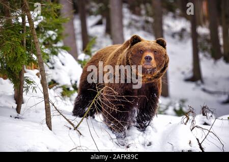 Wild orso bruno della foresta di inverno Foto Stock