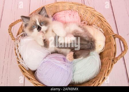 Carino ragdoll gatto bambino giacente in un cesto pieno di color pastello pallini di lana visto da un angolo alto Foto Stock