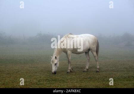 Singola bianca Cavalli Camargue di pascolare su nebbiosa mattina di primavera in Camargue Natruel Parc Régional o Riserva Naturale Camargue Provenza Francia Foto Stock