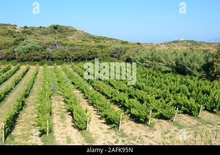 Viticulteurs lavorando in Côtes de Provence AOC Vigneti a Île des Embiez o Embiez Isola, Six-Four off-les-Plages Var Provence Francia Foto Stock