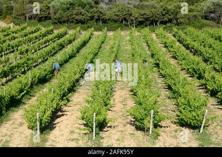 Viticulteurs lavorando in Côtes de Provence AOC Vigneti a Île des Embiez o Embiez Isola, Six-Four off-les-Plages Var Provence Francia Foto Stock