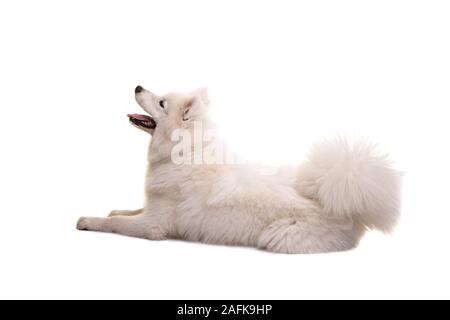 Samoiedo bianco cane sdraiato visto dal retro con la bocca aperta guardando in alto isolato su sfondo bianco Foto Stock