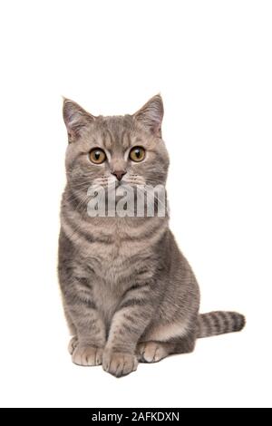 Bella seduta silver tabby British Shorthair cat guardando la telecamera isolata su uno sfondo bianco in un'immagine verticale Foto Stock