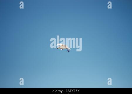 Volare, Hamelin Bay Foto Stock