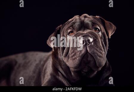 Ritratto in studio di Sharpei cucciolo su sfondo nero Foto Stock