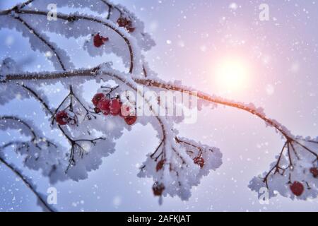 Coperta di neve rosse bacche pallon di maggio su un ramo e il sole splende attraverso filiali Foto Stock