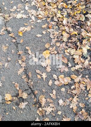 Full frame Foglie di autunno caduti sul sentiero di asfalto Foto Stock