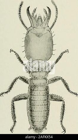 . Bulletin du Muséum National d'histoire Naturelle. Fis. 1. - Imago. X 3.. Fig. 2. - Soldat, x 6. Foto Stock