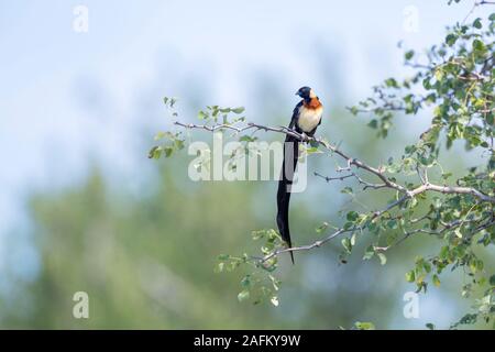 Paradise-Whydah orientale appollaiato su un ramo nel Parco Nazionale di Kruger, Sud Africa ; Specie Vidua paradisaea famiglia di Viduidae Foto Stock