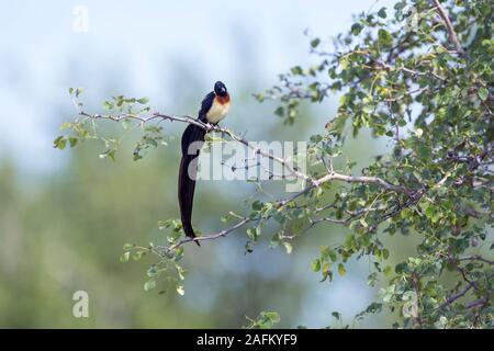 Paradise-Whydah orientale appollaiato su un ramo nel Parco Nazionale di Kruger, Sud Africa ; Specie Vidua paradisaea famiglia di Viduidae Foto Stock