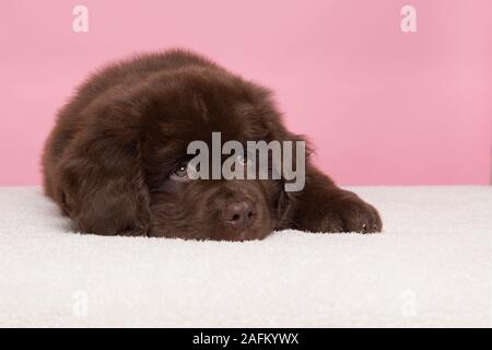 Carino marrone del cane di Terranova si trova sdraiato su un sfondo rosa Foto Stock