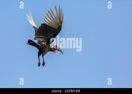 Massa meridionale Hornbill battenti isolato nel cielo blu nel Parco Nazionale di Kruger, Sud Africa ; Specie Bucorvus leadbeateri famiglia di Bucerotidae Foto Stock