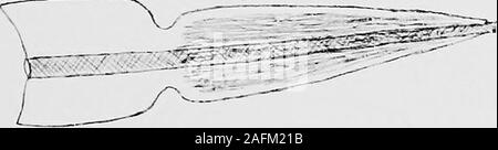 . Relazione della seconda norvegese spedizione artica in 'Fram' 1898-1902 ... y [ t -^&lt;c?- &lt; . j ? 1. Gymnostomum Iceve Bryhn. 2. Fissidens arcticus Bryhn.3. Polytrichum Bryhn fragili. 4. Orthothecinm amminatum Bryhn. Sost. del 2iid Norw. Arc. Scad. Nel 1898 fram-] 902. No. 11. Pl. II. 1 V 1 -^ ""!•*** / n Foto Stock