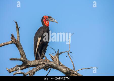 Massa meridionale Hornbill nel Parco Nazionale di Kruger, Sud Africa ; Specie Bucorvus leadbeateri famiglia di Bucerotidae Foto Stock