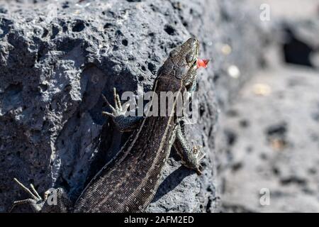 Femmina di La Palma lucertole della parete (Gallotia galloti palmae) sulla roccia vulcanica Foto Stock