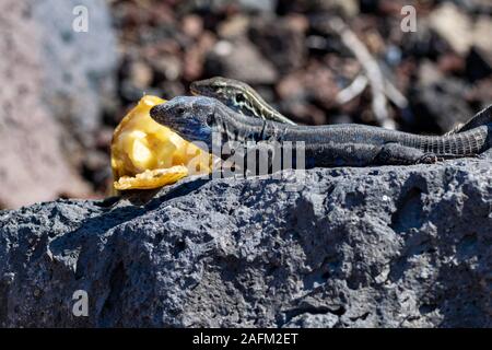 Maschio e femmina La Palma lucertole della parete, maschio ha luce colorazione blu sotto il collo (Gallotia galloti palmae) sulla roccia vulcanica Foto Stock