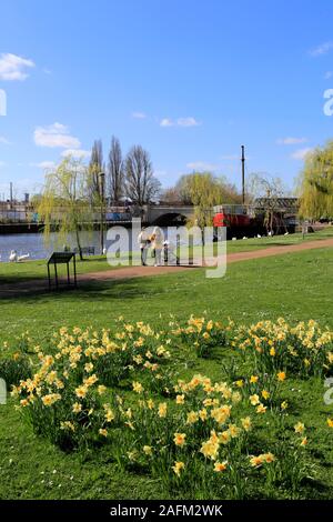 La molla narcisi, fiume Nene Embankment Gardens, Peterborough City, Cambridgeshire, England, Regno Unito Foto Stock