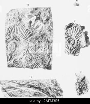 . Relazione della seconda norvegese spedizione artica in 'Fram' 1898-1902 ... 10 m. KNistanstalt Max Jaffe, Wien. E. Kittl: Triasfossilien vom Heurckasund, Tal. HI. ^ RELAZIONE DELLA SECONDA artico norvegese EXPEDITIONIN "FRAM 1898-1902. No, 8. O. NORDGAARD: briozoi dal 2° FRAMEXPEDITION 1898-1902 (con 4 piastre) A ONERI DI FRIDTJOF NANSENFTJND PER IL PROGRESSO DELLA SCIENZA PUBBLICATO DA VIDENSKABS-SELSKABET HO KRISTIANIA (la società delle arti e delle scienze di kristiania) -COO- KRISTIANIA STAMPATI DA A. W. BR0GGER1906 Introduzione. -LVJ.y le indagini in materia di Biyozoa Foto Stock