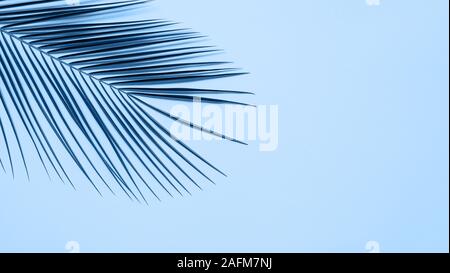 Tropical foglie di palmo su sfondo blu. Tropical foglie di palmo vista superiore piatta o laici. Copia spazio per il testo o il design. Banner orizzontale. Motivo floreale sullo sfondo Foto Stock