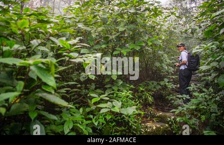 Donna di esplorare la pioggia forrest nel centro dello Sri Lanka Foto Stock