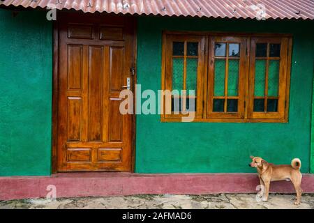 Un cane randagio davanti a un ambiente domestico nel centro dello Sri Lanka Foto Stock