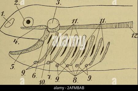 . Compendio der vergleichenden Anatomie : zum Gebrauche für Studierende der Medizin. rt Bezirke dem des Nervustrigeminus un, er bildet sich zuerst, bildet das Skelet derMundränder und heifst oraler oder mandibularer (ONU-Echter su) Kiemenbogen. Die anderen, po st oralen oderechten Kiemenbogen fungieren als Träger der Atmungs-organe (Kiemen). Der vorderste derselben liegt im ver-breitungsbezirk des Nervus facialis und wird Hyoid- Vertebrata, Wirbeltiere. 191 bogen genannt, die anderen lieifsen Branchialbögen undgehören den Bezirken des Nervus glossopharyngeusund un vago. Die einzelnen Bögen, die Foto Stock