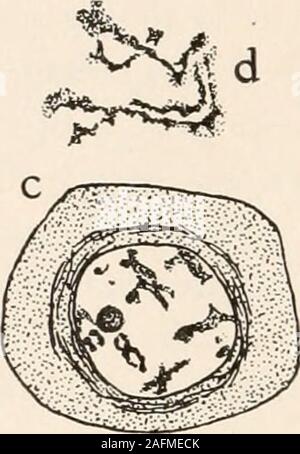 . Anatomia vegetale dal punto di vista dello sviluppo e funzioni dei tessuti, e manuale di micro-technic. Foto Stock