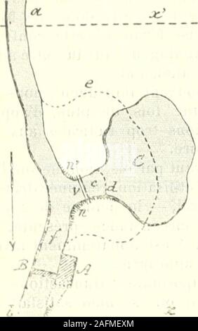 . Ufficiale d'agricoltura pratique. ral G, creusé dans le sol et présen-tant laspect dun étaug ou dun petit lac. Létang C est en communication avec Leruisseau un b par onu canal c, de grande lar-geur, dont les raccordements n et n avec laerive naturelle sont protégés par des fascines^des enrochements ou des perrés. Quelquefois le canal c peut être supprimé,le réservoir C étant pour ainsi terribili tangente,sur une certaine longueur à une des Rives duruisseau un 6, comme lindique le tracé colo-tillé e; on peut aussi creuser deux résetr-voirs, lun sur la rive droite, lautre sur larive gauche du Ruisseau un Foto Stock