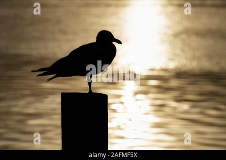 Seagull sul molo, Cape Cod, Massachusetts, STATI UNITI D'AMERICA. Foto Stock