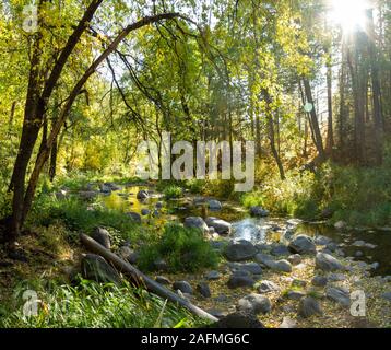 Inizio di caduta di colori su Oak Creek fuori a Sedona in Arizona, con acqua che scorre sopra e intorno alle rocce. Foto Stock