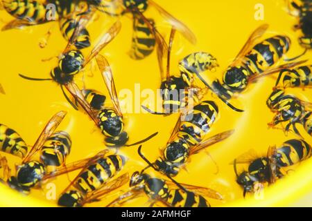 Vespe morte in un vetro di colore giallo di close-up. Vespe annegato in una limonata. Messa a fuoco selettiva Foto Stock