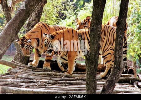 Royal tigre del Bengala , In Nehru Zoological Park Telangana. India circa 2019 Foto Stock