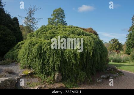 Estate Fogliame di un pianto Eastern Hemlock Tree (Tsuga canadensis 'pendula") in un giardino Rockery a Wakehurst nelle zone rurali del West Sussex, in Inghilterra, Regno Unito Foto Stock