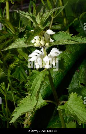 Lamium album (bianco morti di ortica) è nativo di Europa e Asia e cresce in una varietà di habitat di prateria aperta al bosco. Foto Stock