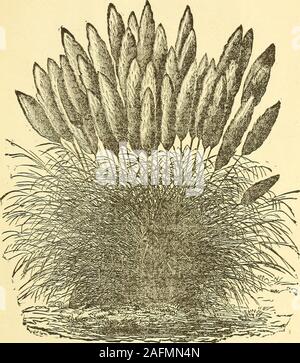 . Catalogo di primavera di nuove e belle piante. Il modo più semplice di coltivazione mai mancato fiorisce abbondantemente. I fiori, in punte da nove a fifteeninches in lunghezza, combinare i colori leader-scarlatto, rosa, bianco e arancione, crimson,giallo, ecc., con ogni concepibile di ombra e di stile di marcatura. Il nostro magazzino thisspring è di grandi dimensioni e assortimento molto buono. Ammenda denominato ordina 25 a 50 centesimi ciascuna ; $2 e $3 per dozzina. Doppia bianca Primula cinese. Uno dei la maggior parte delle piante utili per l'inverno e primavera precoce fioritura; fiori purewhite, perfettamente doppia, in fiore da novembre a maggio, durante whic Foto Stock