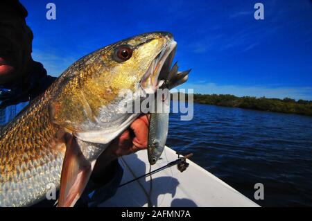 Florida's Volusia County offre alcuni dei migliori scorfano di Norvegia e di pesca alla trota in tutto il mondo. Il famoso Fiume indiano e laguna di zanzara di azione è grande! Foto Stock