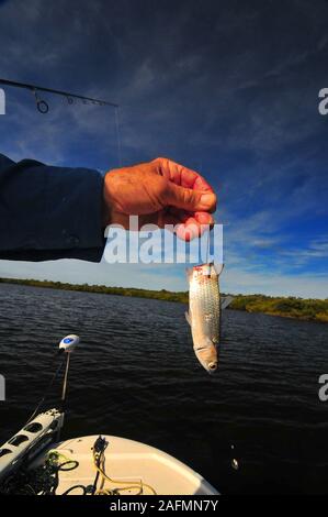 Florida's Volusia County offre alcuni dei migliori scorfano di Norvegia e di pesca alla trota in tutto il mondo. Il famoso Fiume indiano e laguna di zanzara di azione è grande! Foto Stock