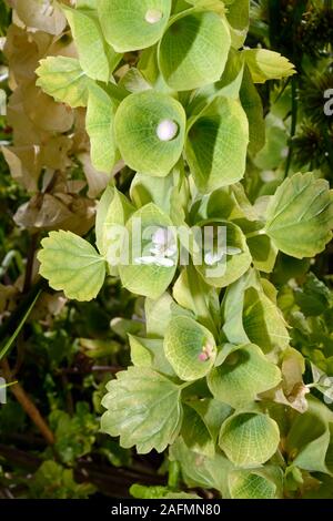 Moluccella laevis (campane-di-Irlanda) è nativo per la Turchia, la Siria e il Caucaso e spesso cresce in aree coltivate. Foto Stock