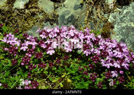 Thymus serpyllum (timo selvatico) è nativo per la maggior parte di Europa e Nord Africa che cresce su lande sabbiose, affioramenti rocciosi, banchine e Riverside. Foto Stock