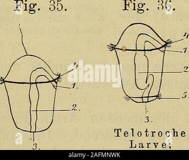 . Compendio der vergleichenden Anatomie : zum Gebrauche für Studierende der Medizin. en, welchehauptsächlich die Vermehrung der Metameren betreffen. Larven Diebewimperten unterscheiden sich durch die Art der essere-wimperung bedeutend und daher sind mit verschiedenen Namenbelegt worden. Gleichmäfsige Bewimperung findet man beiden atrochen Larven (Atrocha). Ist die Wimperung aufeinen Kreis über dem Munde reduziert, così spricht man voncephalotrochen Larven (Cephalotrocha). Larven Telotroche (Telotrocha) werdendie genannt, welche aufser demWimperreifen über dem Mundeeinen eben solchen am Hinter-ende Foto Stock