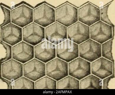 . Il miele delle api: un manuale di istruzione dell'apicoltura. Fig. 3.-pettine di tiny East Indian miele delle api (Apis florea);una terza dimensione naturale. (Originale). Apis mellifera-varie gare. 15 L'Alveare comune o il miele delle api. (Apin mellifera Linn.) Oltre alla comune marrone o Tedesco bee importati dall'Europa tothis paese qualche tempo nel XVII secolo e ora widelyspread dall'Atlantico al Pacifico, diverse altre gare hanno beenbrought qui-l'italiano nel 1860, e successivamente l'Egiziano, Cipriano,il siriano, la Palestina, l'Carniolun (Piastra I, fig. 1, 4 e 5), eil tunisino. Di queste t Foto Stock