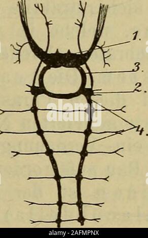 . Compendio der vergleichenden Anatomie : zum Gebrauche für Studierende der Medizin. Fig. 30. Fig. 31. Schema des Nerven-sistemi der nema-toden; (nach Bütschli). 1 = Schlundring; 2 =: ventraler Längsstamni: 3 = dorsaler Längsstamra; 4 = Kommissnren.. Foto Stock