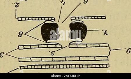 . Compendio der vergleichenden Anatomie : zum Gebrauche für Studierende der Medizin. ^^ MJ^orcN^ Fig. 21. ^ 50 " " .000 ^ Spezieller Teiljl^^ 9 81922 ^ Darmpforte verbinÄet. Durch Auftreten besonderer Muskel-gruppen wird die Komplikation und dadurch eine Einteilungin Schlundtasche (-faringea tasche) und Schlundkopf (PHA-rynx herbeigeführt). Aus dem PharynxSimplex abzuleiten ist der Pharynxbulbosus. Der faringe, von kugeligeroder tonnenähnlicher Gestalt, gegendas Parenchym durch eine Muskel-schicht scharf abgegrenzt, ragt nurwenig in die nicht sehr geräumigePharyngealtasche hinein (bei fast Foto Stock