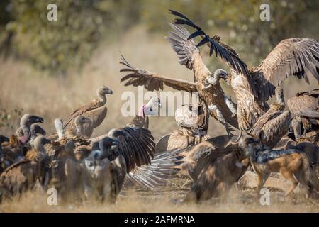 Gruppo di dorso bianco avvoltoi combattere su giraffe la carcassa in Parco Nazionale Kruger, Sud Africa ; Specie Gyps africanus famiglia di Accipitridae Foto Stock