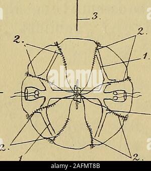 . Compendio der vergleichenden Anatomie : zum Gebrauche für Studierende der Medizin. en gegen die aborale Körperpartie hin.Eine Catham malplatte entsteht bei den Discomedusendurch Aneinanderlagerung der subumbrellaren und exumbrellarenWandung des Eingsinus (Kranzdarm). Viele Scheibenquallensind in der Jugend festsitzende Scyphulae. Die dritte Grundform zeigen die Ctenophoren. Derzarte, durchsichtige Körper ist von^^ kugeliger oder eiförmiger Gestalt. Die Hauptachse verbindet dieMundöffnung oraler (Pol) mitder gegenüberliegenden Körperregion(ab 0ra 1 er p ol), un welchem ein alsOtolith bezeich Foto Stock