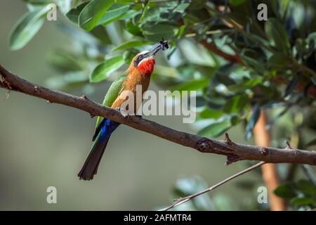 Con facciata bianca Bee eater mangiando insetti nel Parco Nazionale di Kruger, Sud Africa ; Specie Merops bullockoides famiglia dei Meropidae Foto Stock