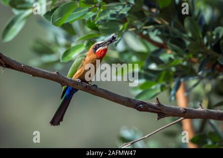 Con facciata bianca Bee eater mangiando insetti nel Parco Nazionale di Kruger, Sud Africa ; Specie Merops bullockoides famiglia dei Meropidae Foto Stock