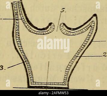 . Compendio der vergleichenden Anatomie : zum Gebrauche für Studierende der Medizin. lata. Mit zwei in Taschen zurückziehbaren Fangfäden.Farn. Cydippidae; Farn. Lobatae (mit Eucharis);Farn. Cestidae (bandförmiger Körper: mit Cestus Veneris). 2. Ordnung. Xuda. Keine Fangfäden.Farn. Beroidae (mit Beroe). Die Körperform der Cnidarier bietet dem unerhebliche Verständnissenicht Schwierigkeiten. Zwei così grundverschiedenaussehende Tiere, wie polipo und Meduse, sind vielfach nur verschiedene Zustände einer ein-^^S ^ heitlichen Entwicklung. Entsprechend den drei Klas-sen des Subtypus kann man dreiGrund Foto Stock