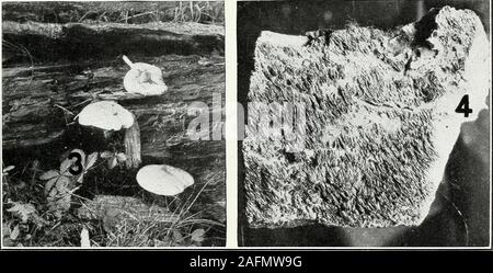 . Legname condizioni di stoccaggio in Europa orientale e sud degli Stati Uniti con riferimento ai problemi di decadimento. Legname igiene: Wood-Rotting funghi.-I. Fig. 1.-sezione sottile di colore rosso-cuore pino, mostrando fungous filetti e fori dove queste hanno boredthrough le pareti delle cellule del legno. Fig. 2.-Il micelio su una scheda da una miniera di argilla, Joplin, Mo.Fig. 3.-Il fungo pluteo cervinus su un registro di marcio. Fig. 4.-una specie di Hydnum. Bui. 510, U. S. Dipartimento di Agricoltura. Piastra II. Foto Stock